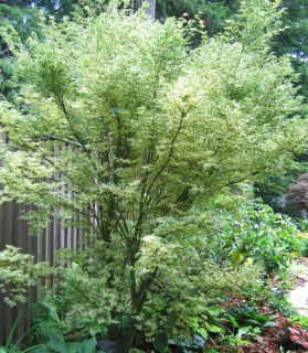 Acer palmatum 'Butterfly'